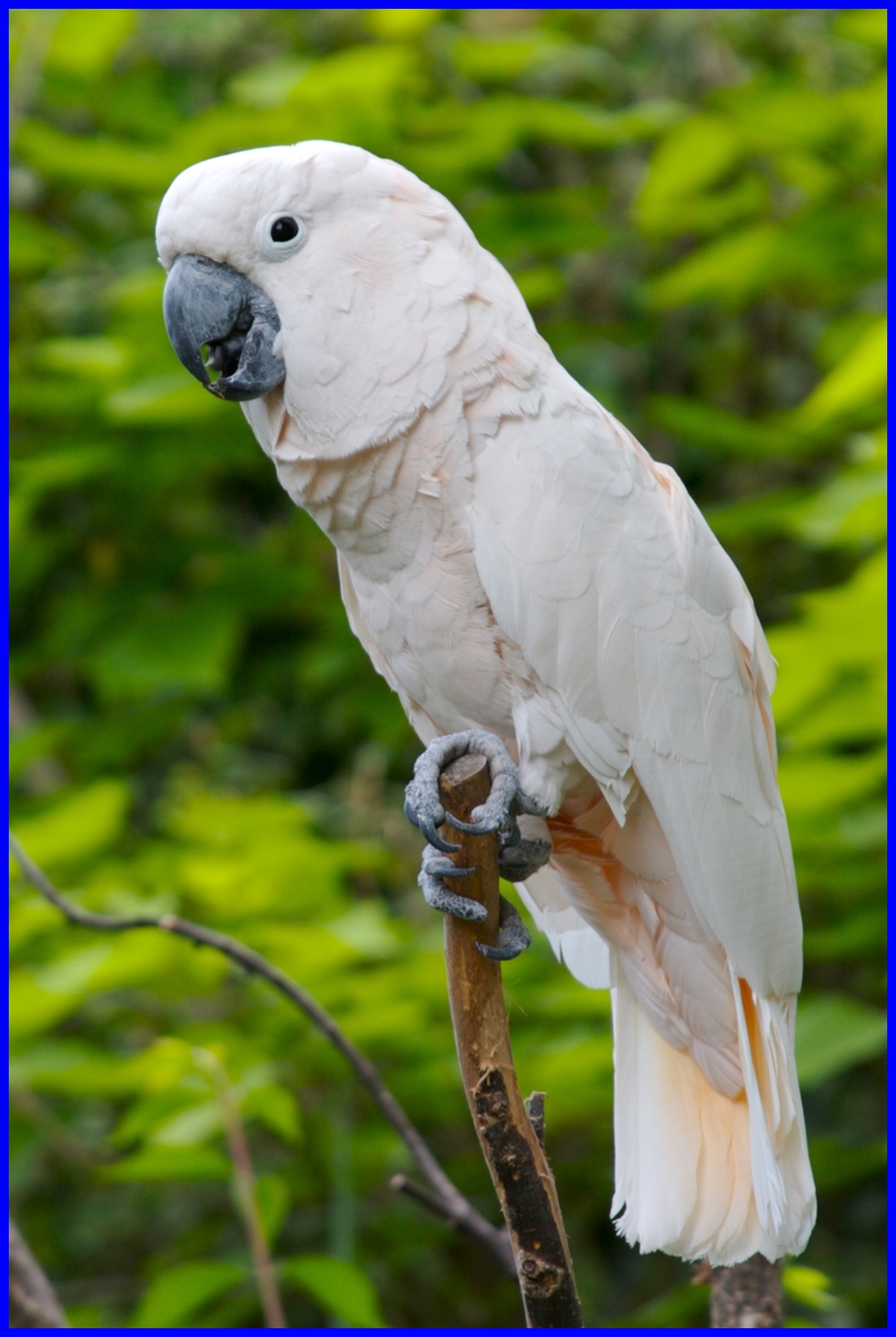 Moluccan Cockatoo